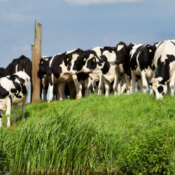 埔心牧場園區景色
