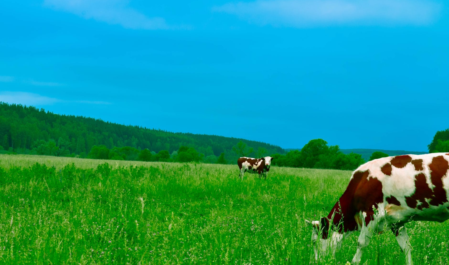 埔心牧場主視覺