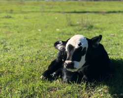 埔心農場環境照片