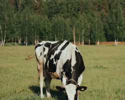 埔心農場環境照片