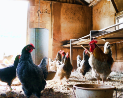 埔心農場環境照片