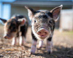 埔心農場環境照片