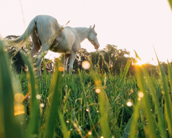 埔心農場環境照片